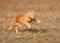 Orange tabby cat running across a grass field