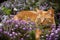 Orange tabby cat searching for prey hunting from a purple flower patch