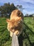 Orange tabby cat sharpening claws on wooden fence