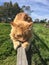 Orange tabby cat sharpening claws on wooden fence