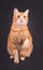 Orange tabby cat sitting against dark gray background