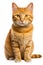 An orange tabby cat sitting down looking at the camera. Generative AI