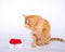 Orange tabby cat sitting next to small santa hat hiding face wit