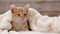 Orange tabby cat sitting under white blanket