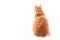 Orange tabby cat sitting on white background