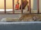 A orange tabby cat sleeping behind bars