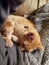 Orange Tabby Cat Sleeping on Lap