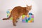 Orange tabby cat stepping into a box wrapped in Birthday themed paper