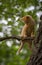 Orange tabby cat about to fall off of a tree with a worried