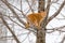 Orange Tabby Cat Up a Tree.