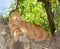 Orange tabby cat up in a tree