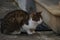 Orange tabby domestic cat lounging on the ground near a brick building, looking off camera