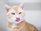 An orange tabby domestic shorthair cat licking its lips