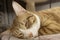 Orange tabby Ginger Cat lying down, sleeping on Isolated background