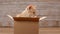 Orange tabby kitten in cardboard box looking around