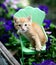 Orange tabby kitten cat on metal green chair in garden