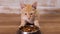Orange tabby kitten eat dry cat food