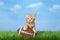 Orange tabby kitten with football in grass