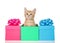 Orange tabby kitten in holiday presents, isolated