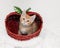 Orange tabby kitten inside apple basket