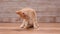 Orange tabby kitten sitting and cleaning her fur