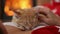 Orange tabby kitten sleep lying on woman chest at christmas