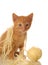 Orange tabby kitten with yarn