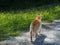 Orange tabby taking a walk