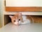 Orange Tabby Under a Cupboard