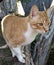 Orange Tabby walking on a tree