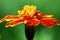 Orange Tagete flower (marigold) in the green