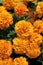 Orange tagetes