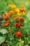 Orange tagetes marigolds growing in sunny summer garden