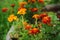 Orange tagetes marigolds growing in sunny summer garden