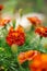 Orange tagetes marigolds growing in sunny summer garden