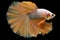 The orange tail of the betta fish serves as a visual representation of its confidence and boldness exuding an air of arrogance.