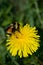 Orange-tailed bumblebee pollinating dandelion