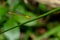 Orange-tailed Sprite male Ceriagrion auranticum ryukyuanum