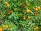 Orange tangerines grow on the tree. Farming, food concept
