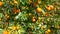 Orange tangerines grow on the tree. Farming, food concept