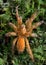 Orange tarantula on moss