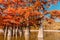 Orange Taxodium trees in water. Autumnal swamp cypresses on lake