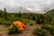 An orange tent stands in the mountains behind a young spruce.