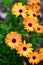 Orange terracotta flowers blooming in Auckland Botanic Gardens during spring