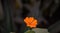 Orange textured flower with blur background concept