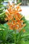 Orange thai orchid