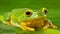 Orange-thighed tree frog