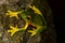 Orange-thighed Tree Frog Litoria xanthomera