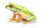 Orange-thighed tree frog in style of watercolor pencils on white paper, AI generative