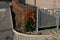 orange thorny bushes with orange berries ingrown in a gabion wire basket, cages. fence in the front garden with a natural industri